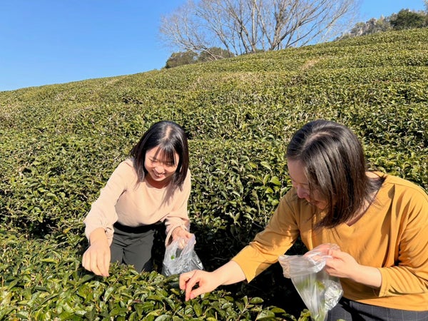 春の十可苑3万株のツツジと慧洲園で楽しむ茶摘み体験 日帰りバスツアー🚌2